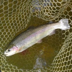 大安トラウトレイク 釣果